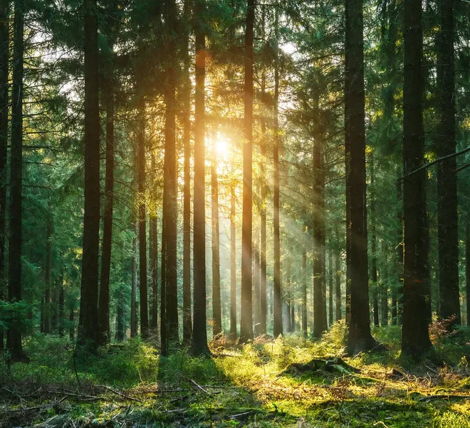 Grüner Wald mit Sonnenschein